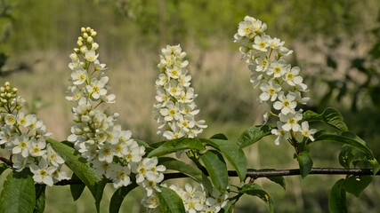 white flower clusters of a black cherry plant