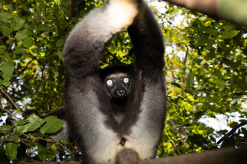 Lemur Indri indri, babakoto largest lemur from Madagascar