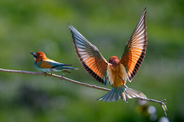 European Bee-eater, Merops apiaster, Merops