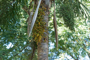 Brazilian palm trees in urban afforestation