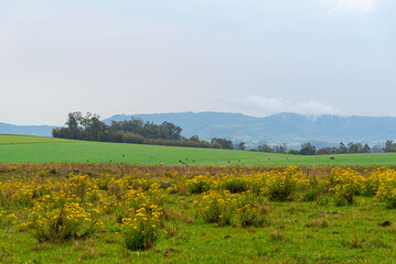 rural winter landscape in the pampa biome.