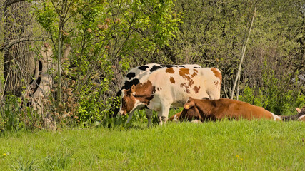 Brown, black and white holstein cows grazing in a sunny green meadow in Gentbrugse Meersen nature...