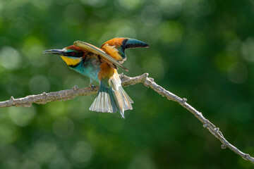 European Bee-eater, Merops apiaster, Merops