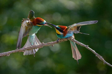 European Bee-eater, Merops apiaster, Merops