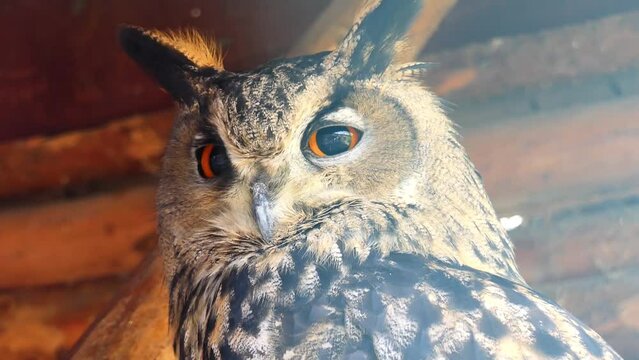 Eurasian eagle-owl (Bubo bubo) is a species of eagle-owl that resides in much of Eurasia. It is also called the European eagle-owl and in Europe, it is occasionally abbreviated to just eagle-owl.
