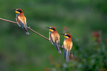 European Bee-eater, Merops apiaster, Merops