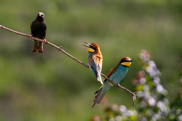 European Bee-eater and common starling