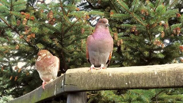 Chilean pigeon (Patagioenas araucana) is a species of bird in the family Columbidae. It is found in Chile and adjacent Argentina. Its natural habitat is temperate forests.