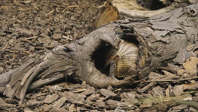 Cingulata, part of superorder Xenarthra