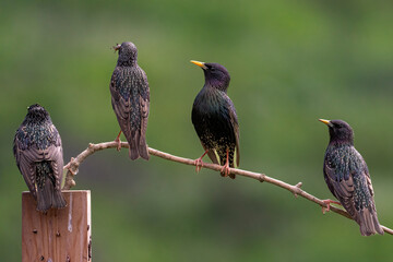 Common starling on branch, songbird