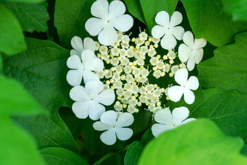 A cluster of white Viburnum opulus flowers against a background of green leaves.