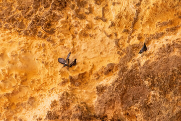 Views of the Fossils and Limestone Rocks in the Benagil Caves in Albufiera Portugal