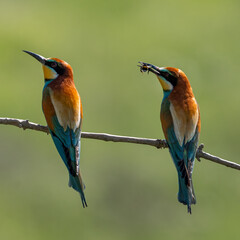 European Bee-eater, Merops apiaster, Merops