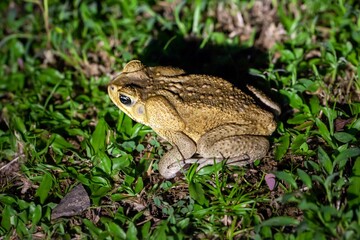 Cane toad, Rhinella marina, on a lawn