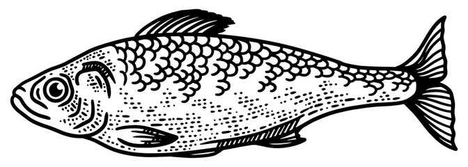 herring fish sketch engraving PNG illustration. T-shirt apparel print design. Scratch board imitation. Black and white hand drawn image.