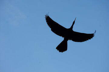 Obraz premium Flying bird