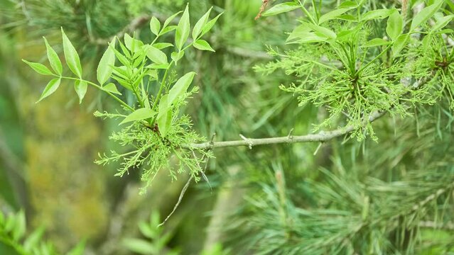 Fraxinus ornus, the manna ash or South European flowering ash, is a species of Fraxinus native to southern Europe and southwestern Asia, from Spain and Italy north to Austria and the Czech Republic