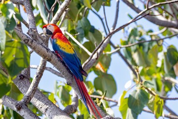Scarlet Macaw, Ara macao, in a tree