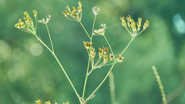Caraway, also known as meridian fenneland Persian cumin (Carum carvi), is biennial plant in family Apiaceae,native to western Asia, Europe, and North Africa.