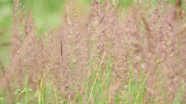 Agrostis capillaris, common bent, colonial bent, or browntop, is rhizomatous and stoloniferous perennial in grass family (Poaceae).