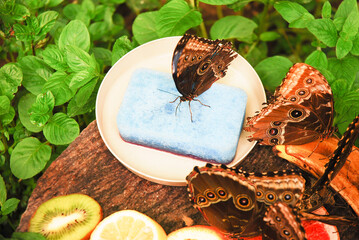 The morpho peleides butterfly drinks water from a wet sponge and fruit juice: banana, kiwi, grapefruit and orange. Nutrition, food and diet of butterflies. Butterfly house.