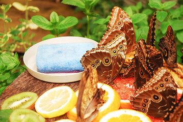 Morpho peleides and caligo memnon butterflies drink juice from fruits: banana, kiwi, grapefruit and orange. Next to it is a wet sponge with water. Nutrition, food and diet.  Butterfly house.