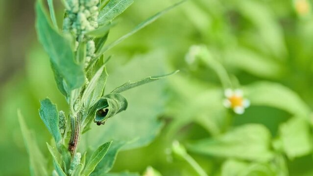 Chenopodium album is fast-growing weedy annual plant in genus Chenopodium. It is lamb's quarters, melde, goosefoot, wild spinach and fat-hen, White goosefoot.