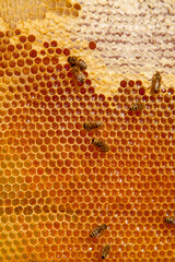 Working bees on the yellow honeycomb with sweet honey..