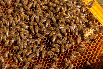 Open hive showing the bees swarming on a honeycomb and big cell with young bee queen..