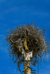 Nature in Spain, Stork's nest on an electricity pole, Conquista, Córdoba, Andalusia