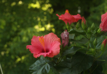 Hibiskus Blume Planze © Diana