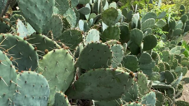 Close-up of large green prickly cactus leaves.