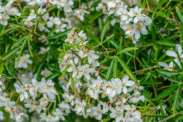View of Daisy flowers during spring