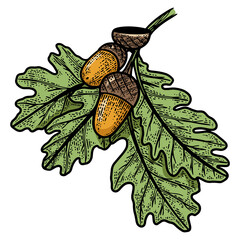 Oak branch with acorns color sketch engraving PNG illustration. T-shirt apparel print design. Scratch board imitation. Black and white hand drawn image. © Oleksandr Pokusai