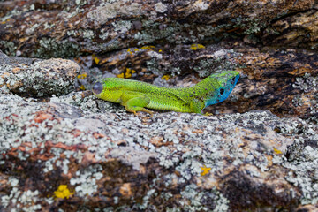 The Tailless Survivor: A Lizard's Tale. A lizard that has lost its tail, likely due to a predator's attack or a defensive mechanism. Despite this loss, the lizard appears healthy and alert.