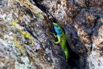 The Tailless Survivor: A Lizard's Tale. A lizard that has lost its tail, likely due to a predator's attack or a defensive mechanism. Despite this loss, the lizard appears healthy and alert.