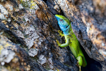 The Tailless Survivor: A Lizard's Tale. A lizard that has lost its tail, likely due to a predator's attack or a defensive mechanism. Despite this loss, the lizard appears healthy and alert.