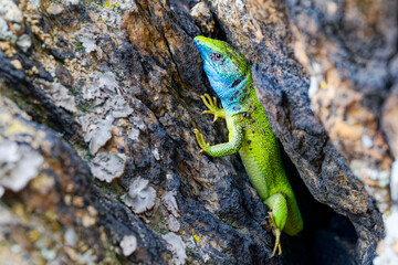 The Tailless Survivor: A Lizard's Tale. A lizard that has lost its tail, likely due to a predator's attack or a defensive mechanism. Despite this loss, the lizard appears healthy and alert.