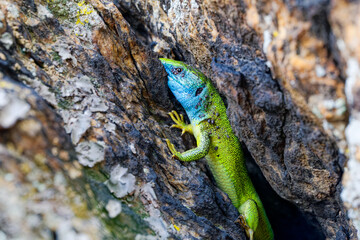 The Tailless Survivor: A Lizard's Tale. A lizard that has lost its tail, likely due to a predator's...