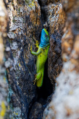 The Tailless Survivor: A Lizard's Tale. A lizard that has lost its tail, likely due to a predator's...