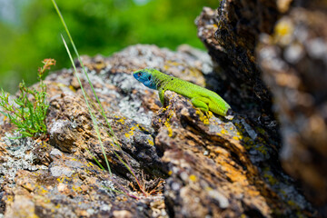 The Tailless Survivor: A Lizard's Tale. A lizard that has lost its tail, likely due to a predator's...