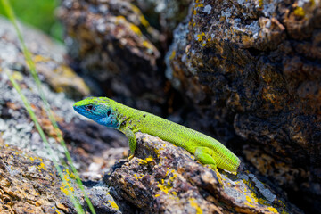 The Tailless Survivor: A Lizard's Tale. A lizard that has lost its tail, likely due to a predator's attack or a defensive mechanism. Despite this loss, the lizard appears healthy and alert.