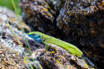 The Tailless Survivor: A Lizard's Tale. A lizard that has lost its tail, likely due to a predator's attack or a defensive mechanism. Despite this loss, the lizard appears healthy and alert.