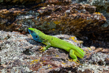 The Tailless Survivor: A Lizard's Tale. A lizard that has lost its tail, likely due to a predator's attack or a defensive mechanism. Despite this loss, the lizard appears healthy and alert.