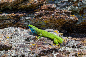 The Tailless Survivor: A Lizard's Tale. A lizard that has lost its tail, likely due to a predator's attack or a defensive mechanism. Despite this loss, the lizard appears healthy and alert.