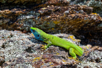 The Tailless Survivor: A Lizard's Tale. A lizard that has lost its tail, likely due to a predator's attack or a defensive mechanism. Despite this loss, the lizard appears healthy and alert.