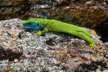 The Tailless Survivor: A Lizard's Tale. A lizard that has lost its tail, likely due to a predator's attack or a defensive mechanism. Despite this loss, the lizard appears healthy and alert.