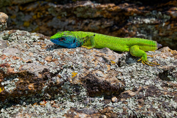 The Tailless Survivor: A Lizard's Tale. A lizard that has lost its tail, likely due to a predator's attack or a defensive mechanism. Despite this loss, the lizard appears healthy and alert.