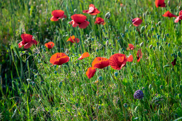 red poppies in the field