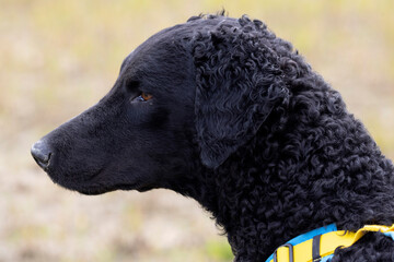 Black Curly-Coated Retriever head portrait profile